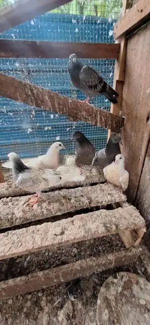Raming Pigeon With Chilks