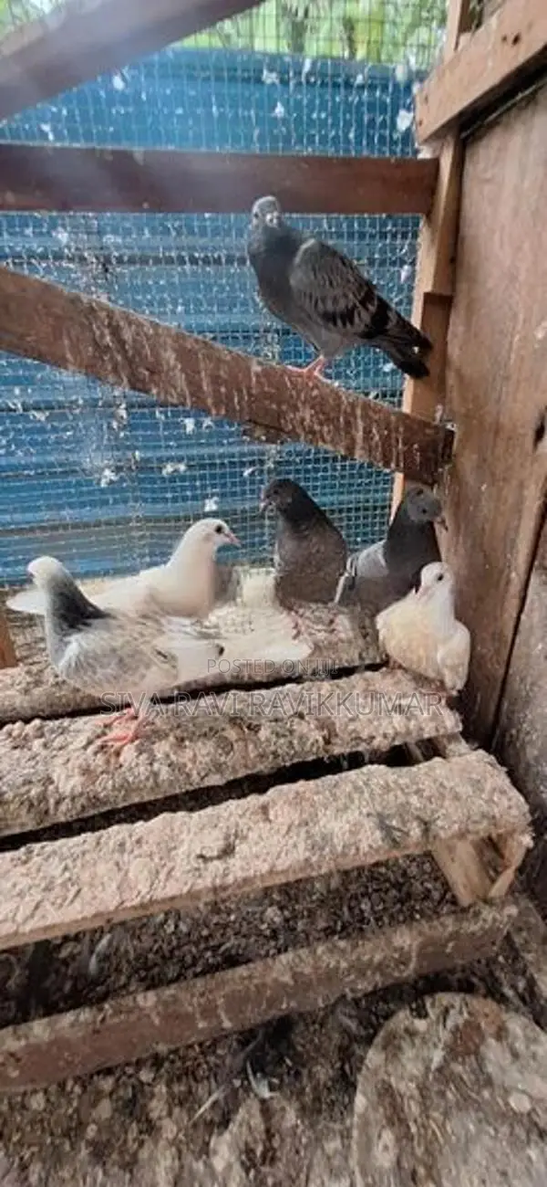 Raming Pigeon With Chilks