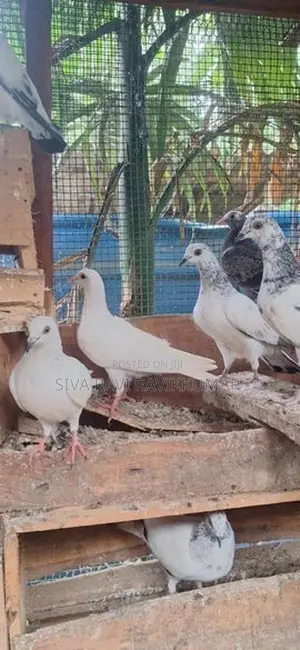 Raming Pigeon With Chilks
