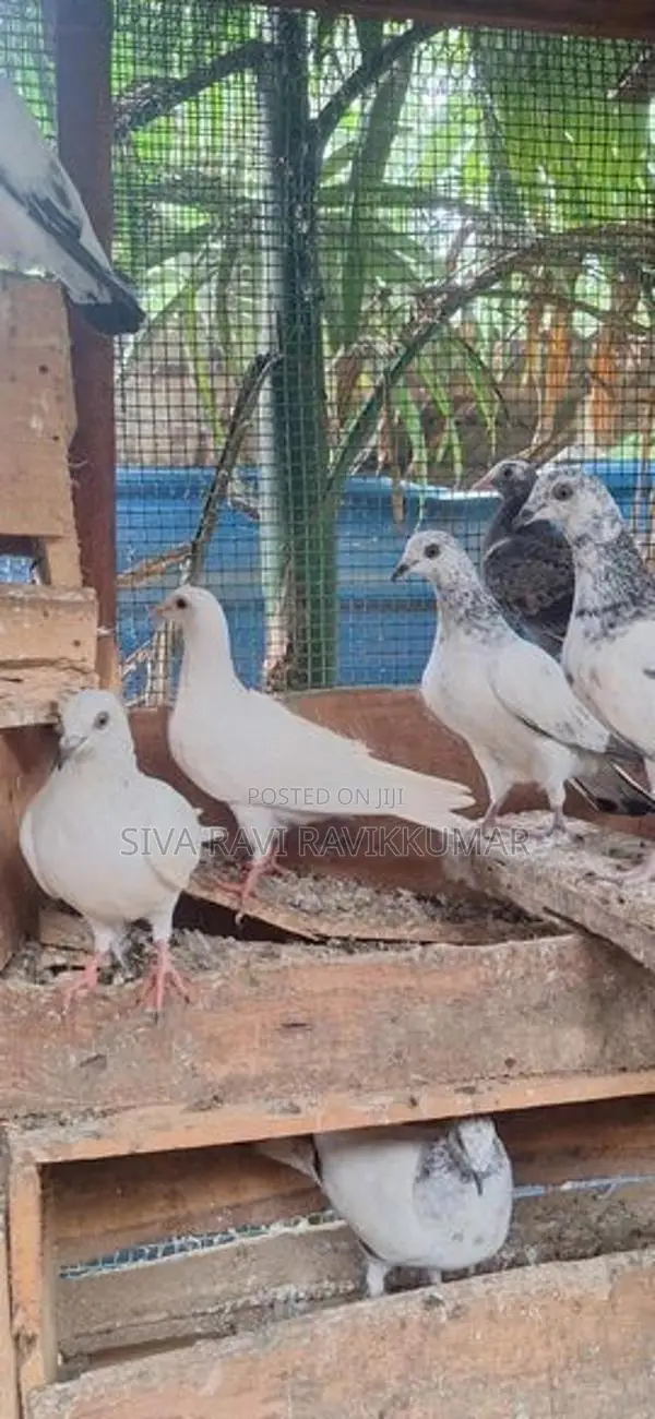 Raming Pigeon With Chilks