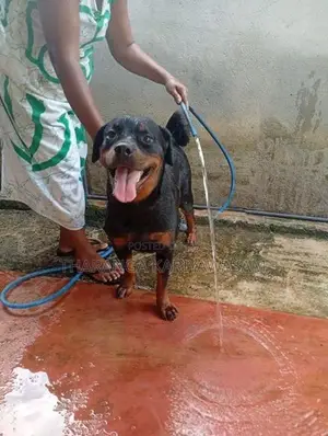 Rottweiler Puppies