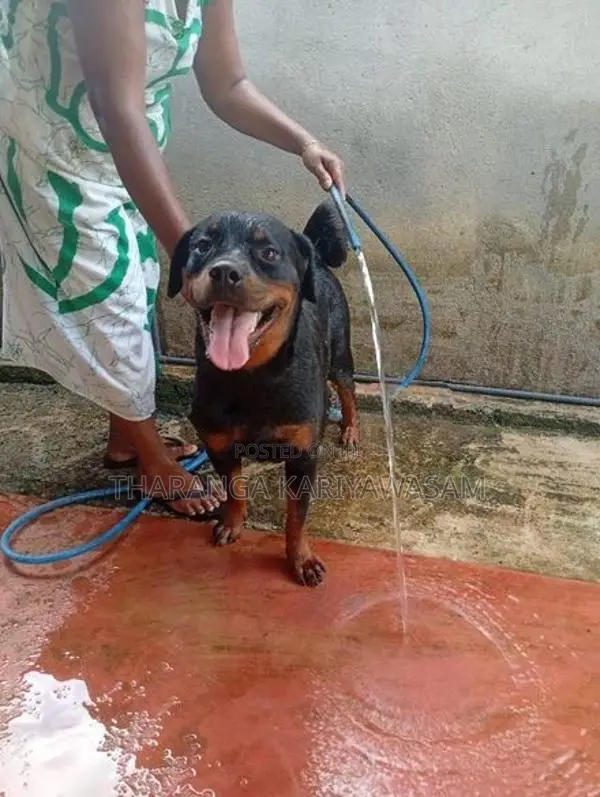 Rottweiler Puppies