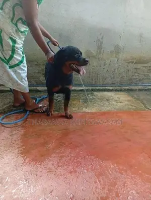 Rottweiler Puppies