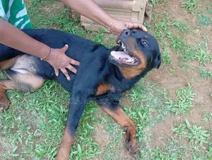 Rottweiler Puppies