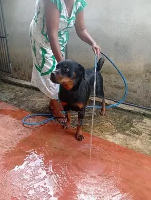 Rottweiler Puppies