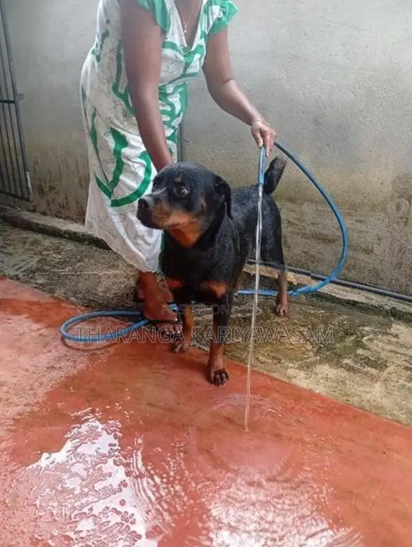 Rottweiler Puppies