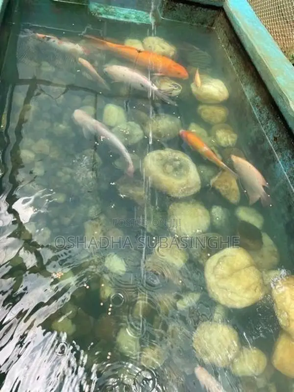 Aquarium Fishes