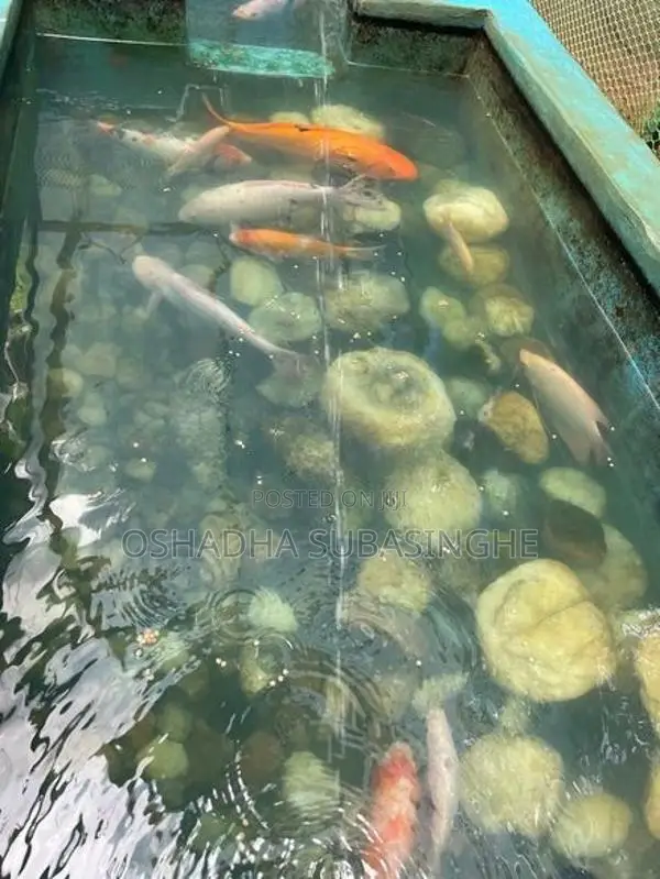 Aquarium Fishes