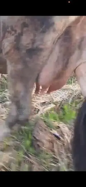 பால் பசு 10 கரக்ககுடியது