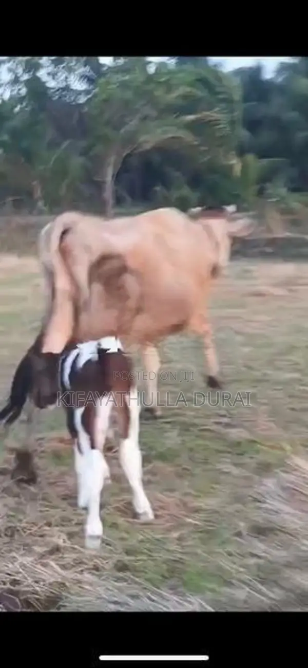 பால் பசு 10 கரக்ககுடியது