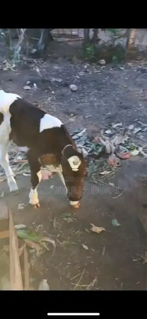 பால் பசு 10 கரக்ககுடியது