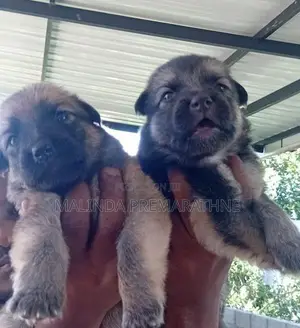 German Shepherd