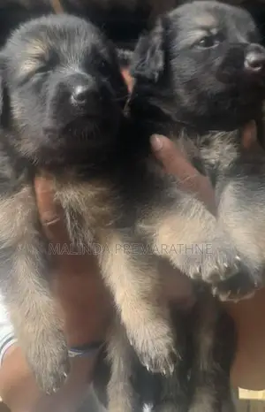 German Shepherd