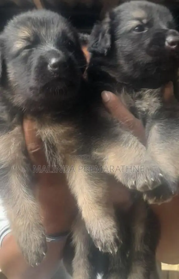 German Shepherd