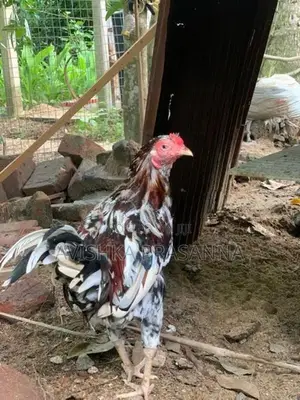 ගම් කුකුලෙකු
