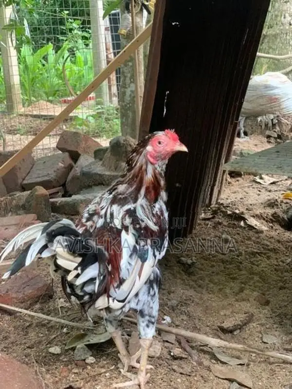 ගම් කුකුලෙකු