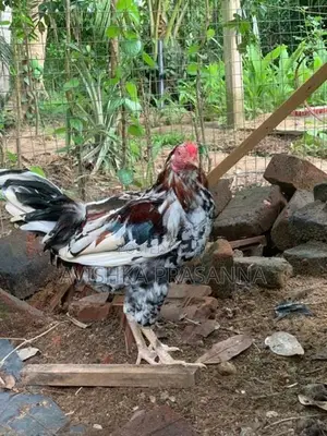 ගම් කුකුලෙකු