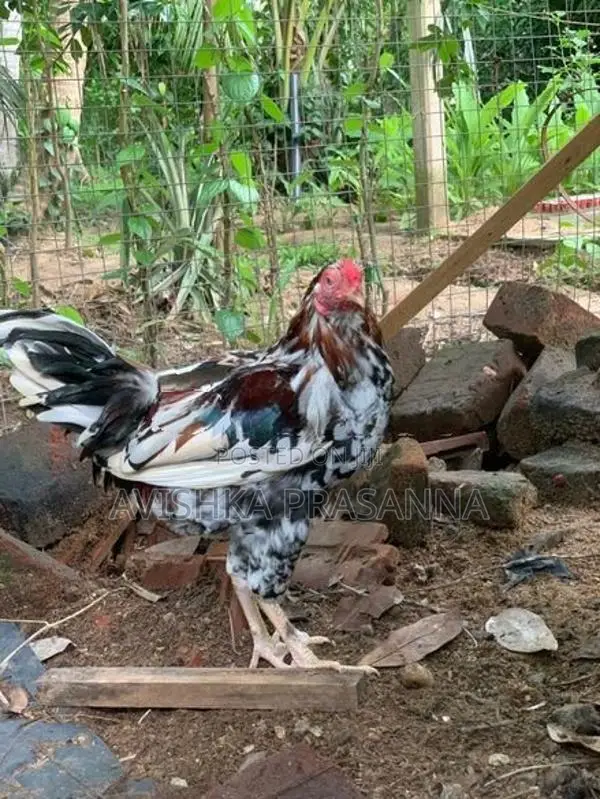 ගම් කුකුලෙකු