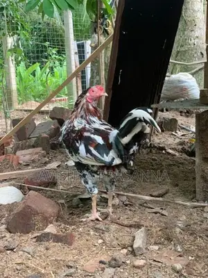 ගම් කුකුලෙකු