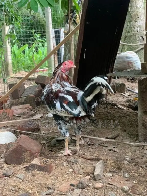 ගම් කුකුලෙකු