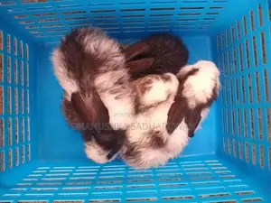 Angora හා පැටවුන්