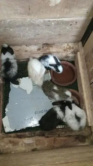 Angora හා පැටවුන්
