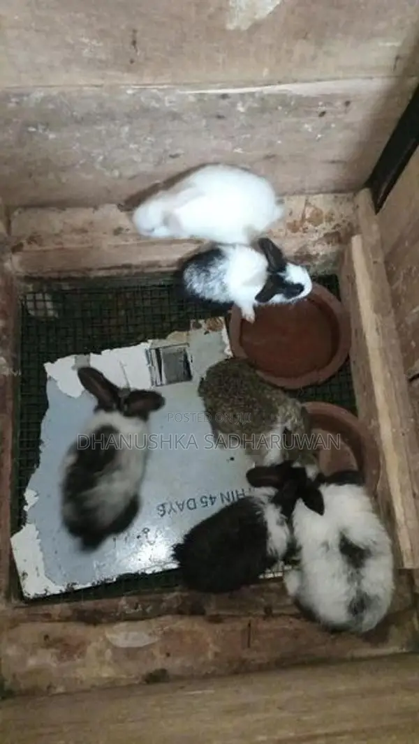 Angora හා පැටවුන්