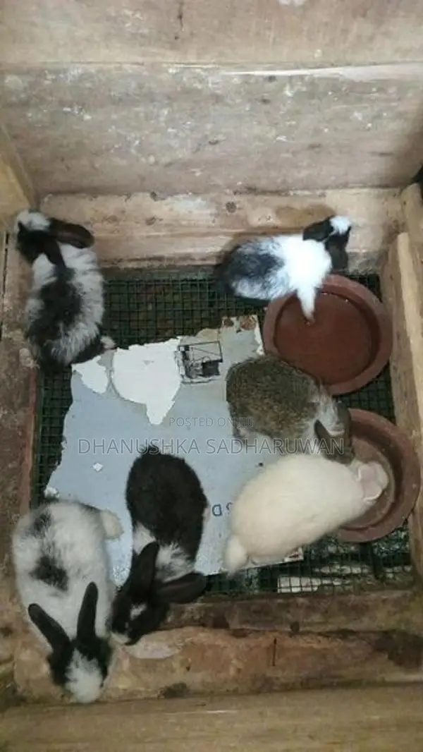 Angora හා පැටවුන්