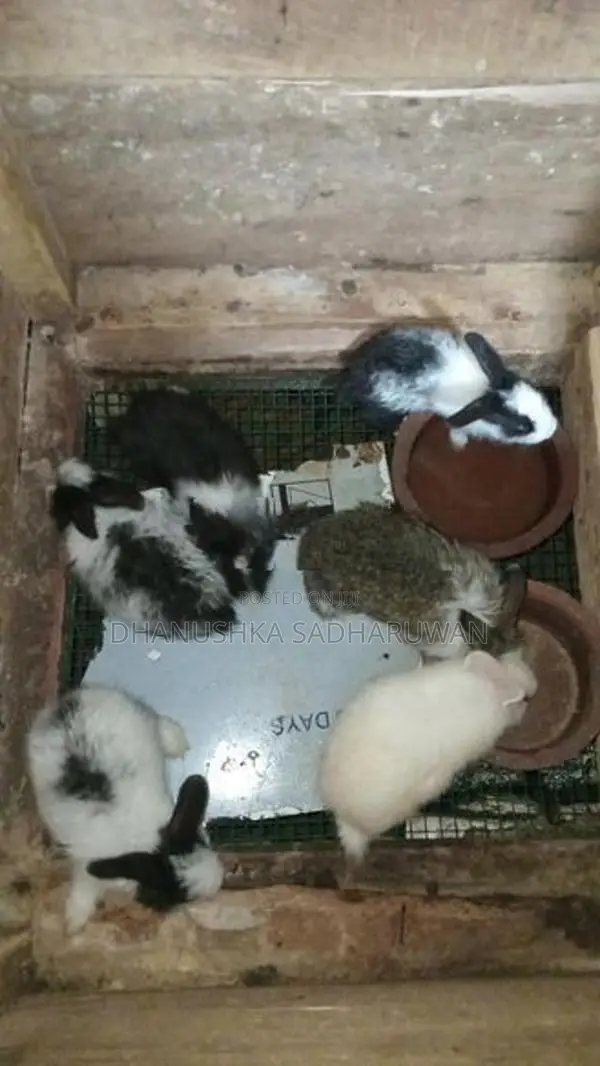 Angora හා පැටවුන්