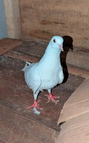 Pigeons