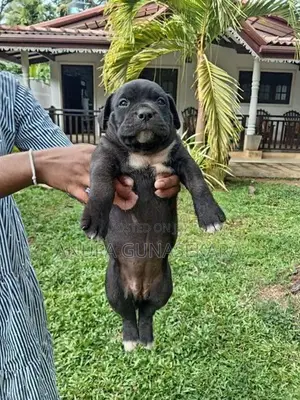 American Bully