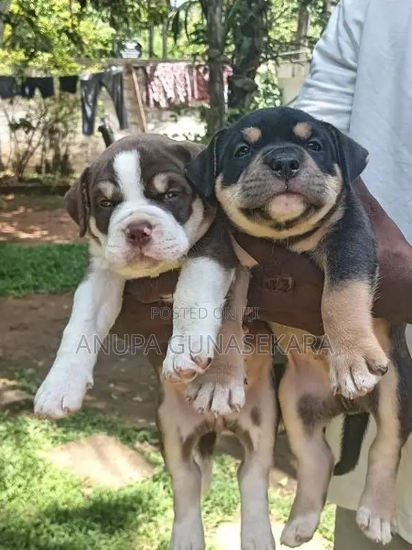 American Bully