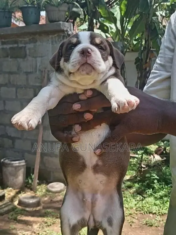 American Bully