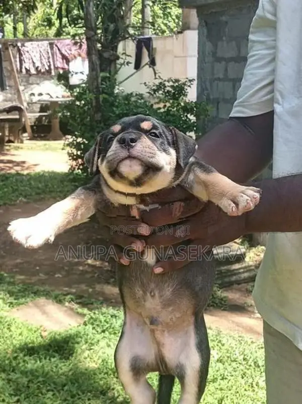 American Bully