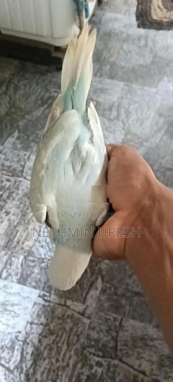 Ringneck Parrot