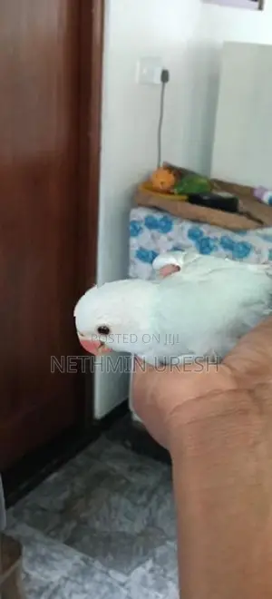 Ringneck Parrot