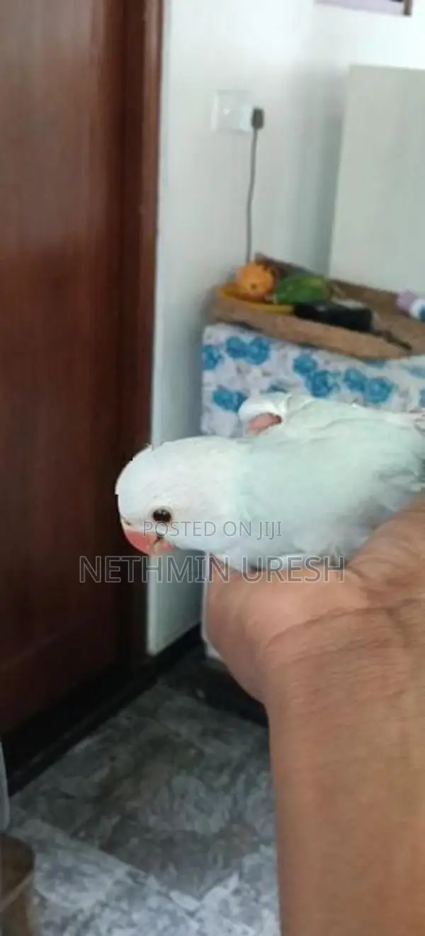Ringneck Parrot