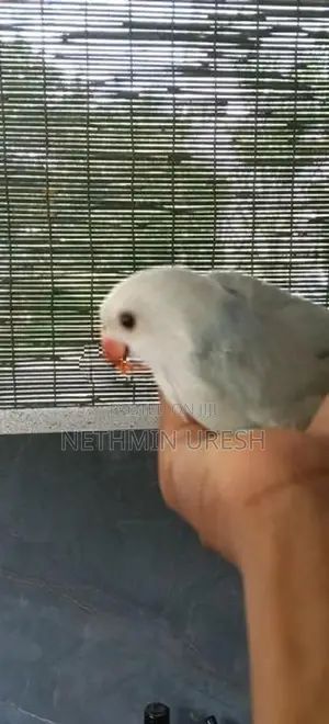 Ringneck Parrot