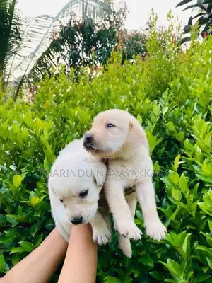 Labrador Puppy