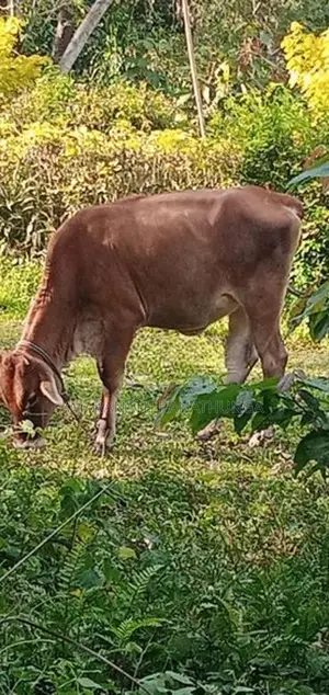 Farm Animals