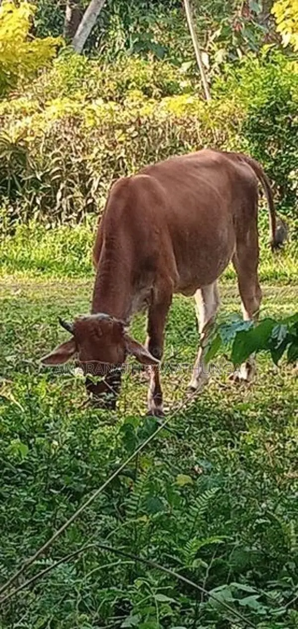 Farm Animals