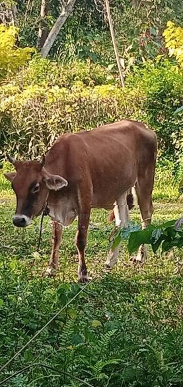 Farm Animals