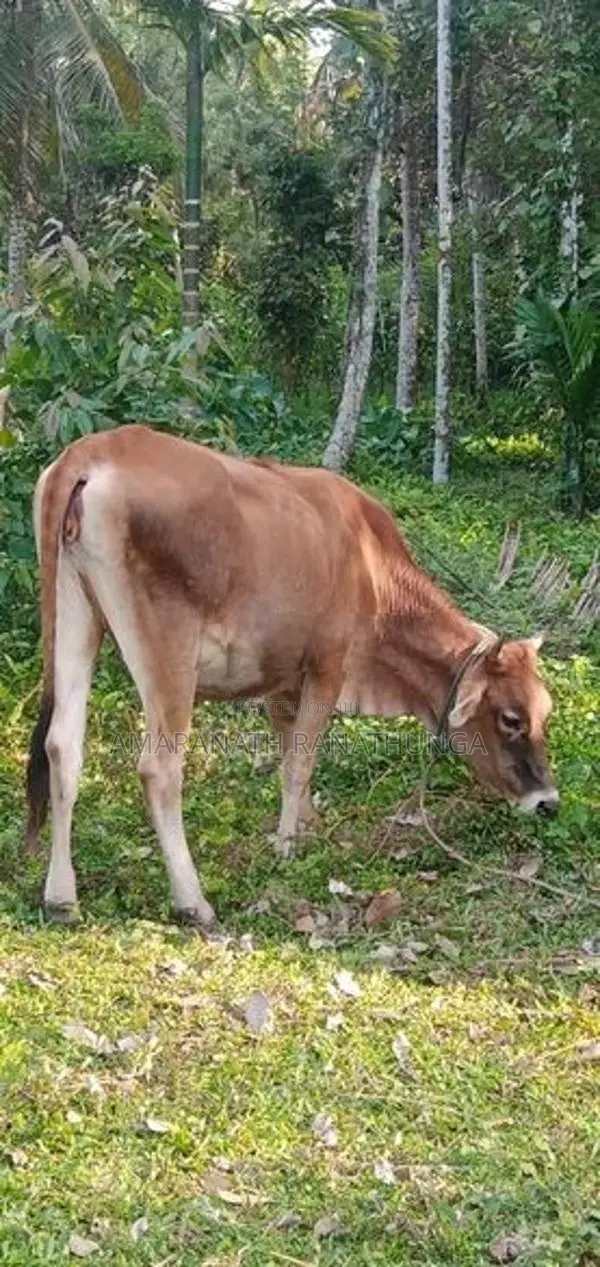 Farm Animals