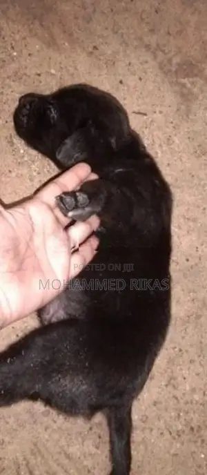 Labrador With Golden Retriever Mixed Puppies