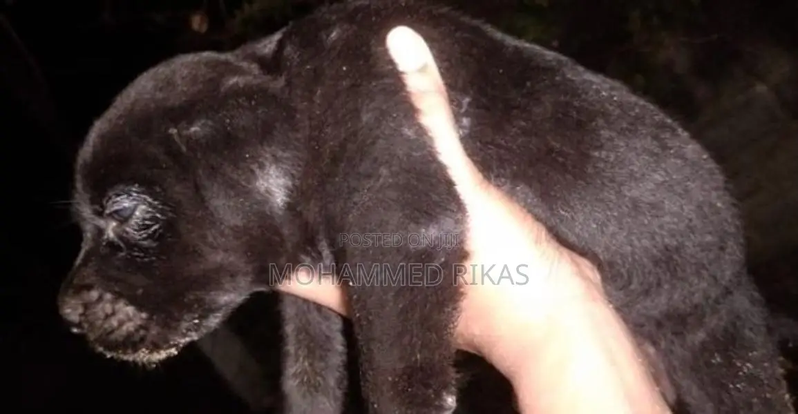 Labrador With Golden Retriever Mixed Puppies