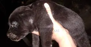 Labrador With Golden Retriever Mixed Puppies