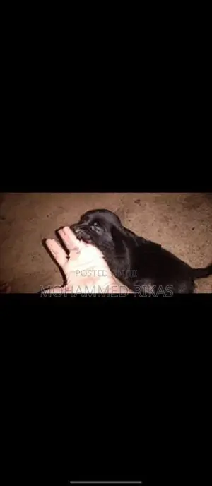 Labrador With Golden Retriever Mixed Puppies