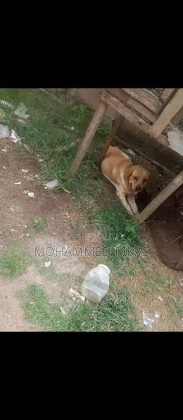 Labrador With Golden Retriever Mixed Puppies