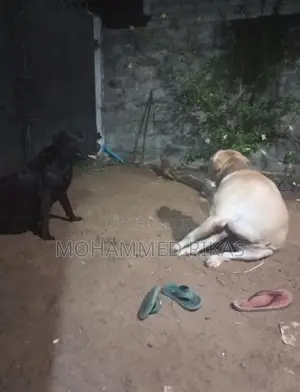 Labrador With Golden Retriever Mixed Puppies