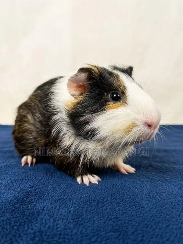 Guniepig
